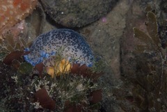 Dendrodoris caesia