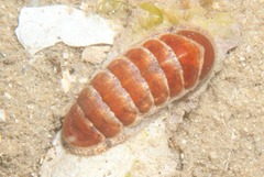 Ischnochiton oniscus