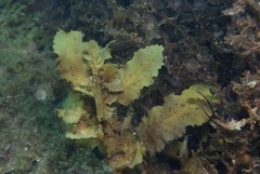 Sargassum incisifolium