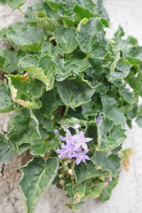 Campanula fenestrellata