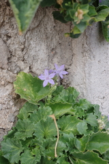 Campanula fenestrellata
