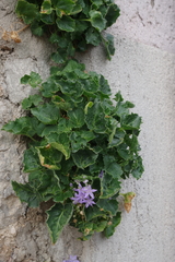 Campanula fenestrellata
