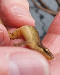 Lissotriton vulgaris