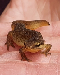 Lissotriton vulgaris