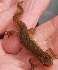 Lissotriton vulgaris