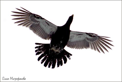 Western Capercaillie