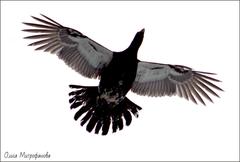 Western Capercaillie photo 5