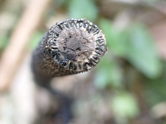 Xylaria nigripes