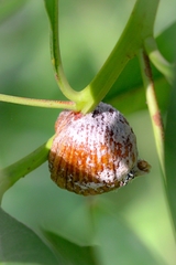 Hierodula tenuidentata