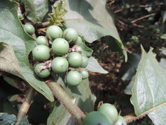 Solanum chrysotrichum image