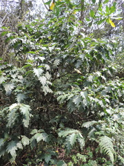 Solanum chrysotrichum image