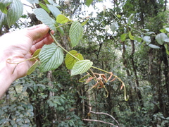 Gouania longispicata