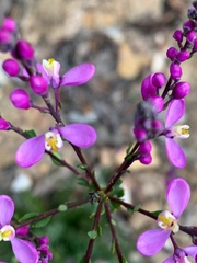 Comesperma ericinum