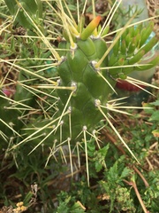 Austrocylindropuntia