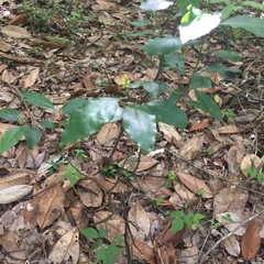 Ditrysinia fruticosa