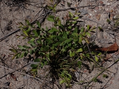 Grevillea mucronulata