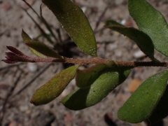 Grevillea mucronulata