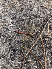 Sympetrum flaveolum