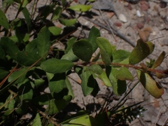 Grevillea mucronulata