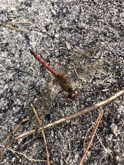 Sympetrum flaveolum