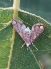 Cirrhochrista kosemponialis