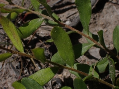 Grevillea mucronulata