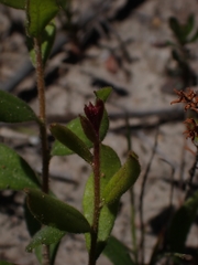 Grevillea mucronulata
