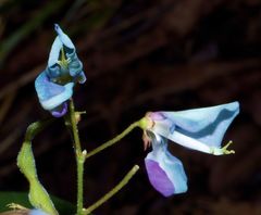 Desmodium laevigatum