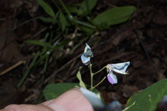 Desmodium laevigatum