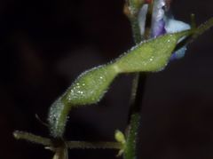 Desmodium laevigatum