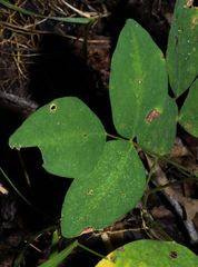 Desmodium laevigatum