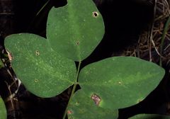 Desmodium laevigatum