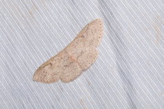 Perixera illepidaria