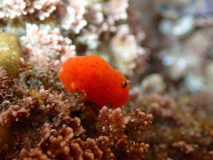 Rostanga arbutus