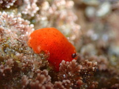 Rostanga arbutus