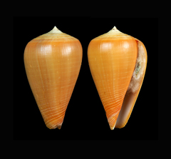 Conus betulinus