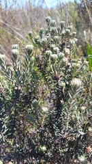 Trichocephalus stipularis