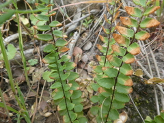 Cheilanthes hastata