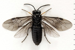 Stethomostus fuliginosus