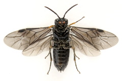 Stethomostus fuliginosus