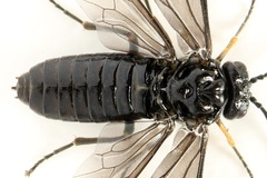 Stethomostus fuliginosus