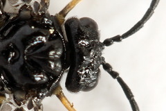 Stethomostus fuliginosus