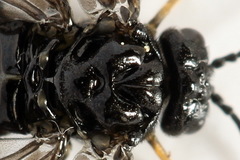 Stethomostus fuliginosus