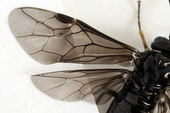 Stethomostus fuliginosus