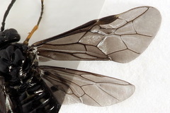 Stethomostus fuliginosus