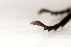 Stethomostus fuliginosus