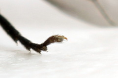 Stethomostus fuliginosus