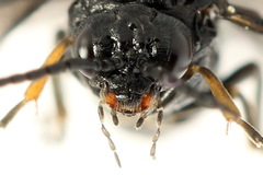 Stethomostus fuliginosus