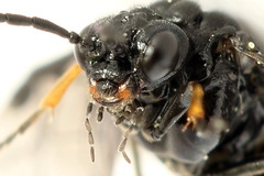 Stethomostus fuliginosus