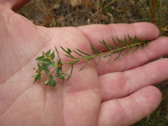 Euphorbia genistoides
